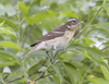 Rose-breasted Grosbeak female